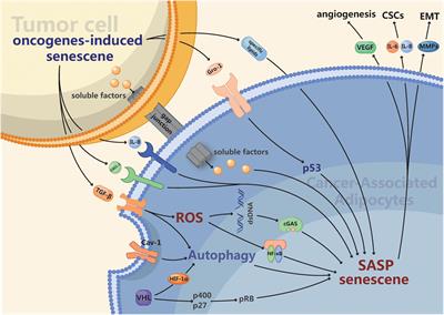 Unraveling Adipocytes and Cancer Links: Is There a Role for Senescence?